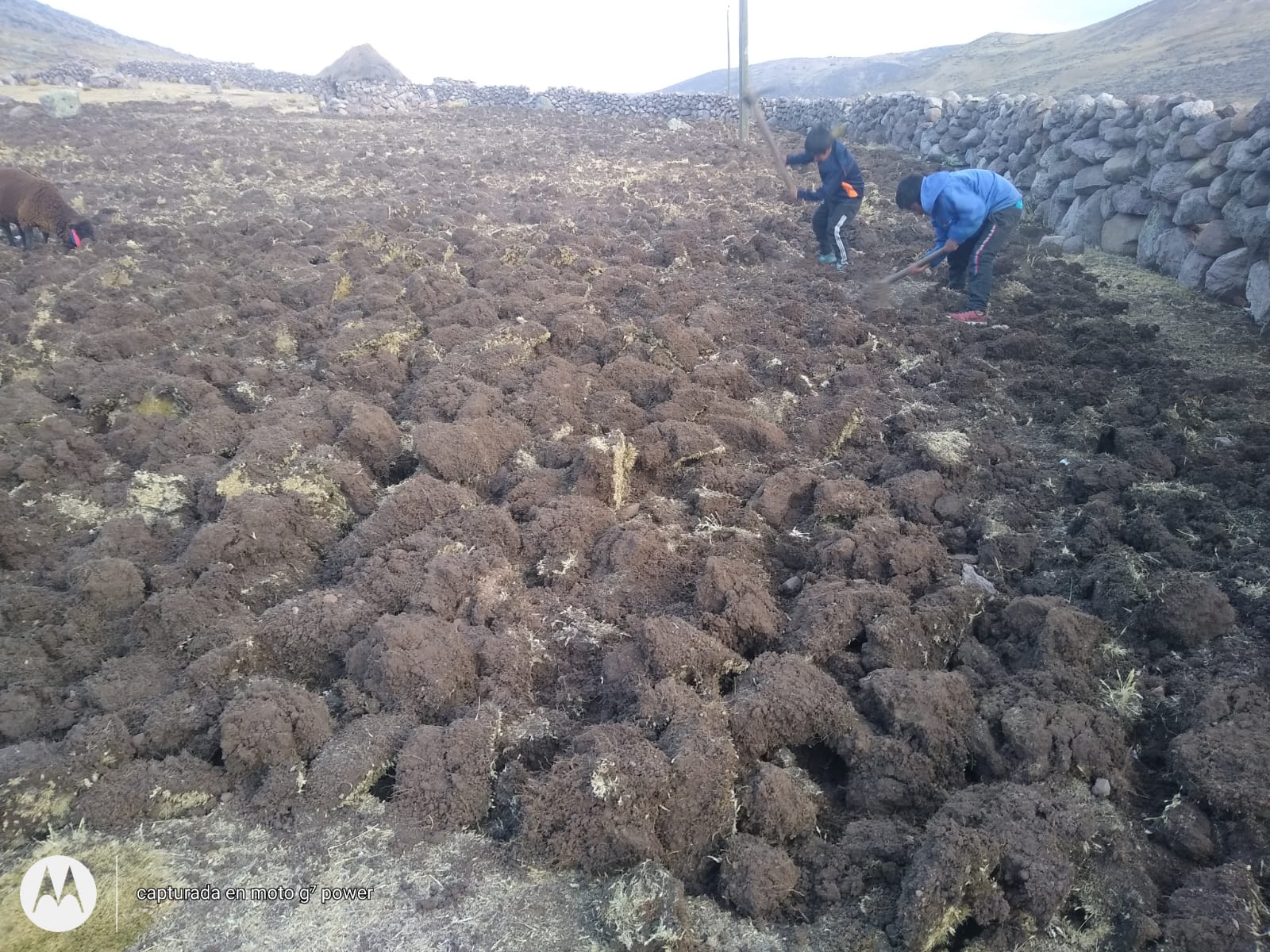 Proyecto Alpaca realiza preparación de terrenos para instalación de pastos