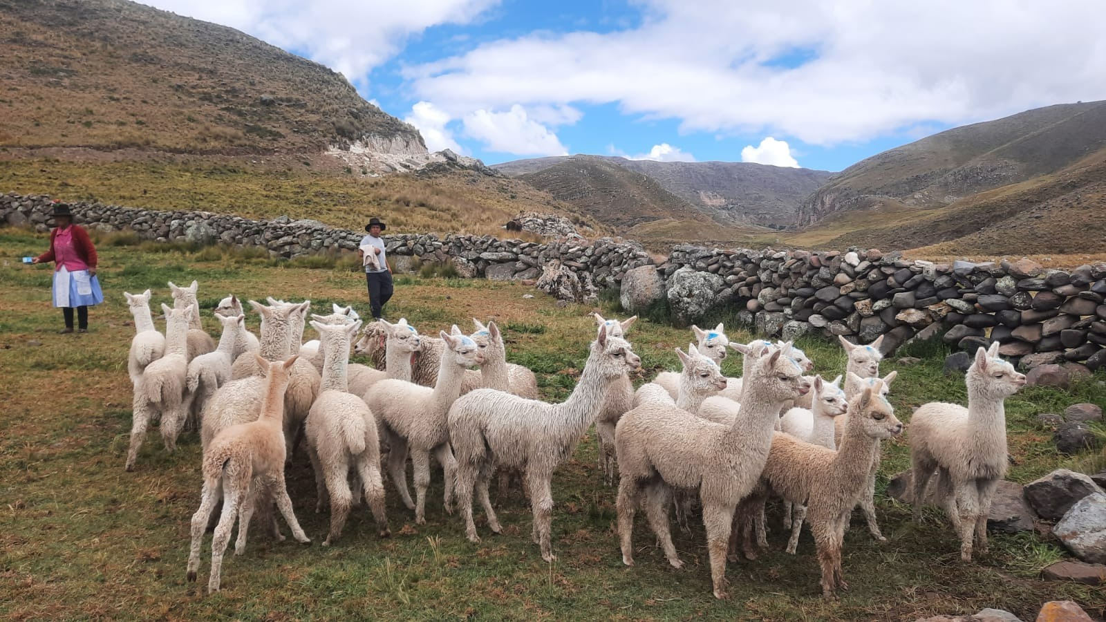 Proyecto Alpaca realiza preparación de terrenos para instalación de pastos