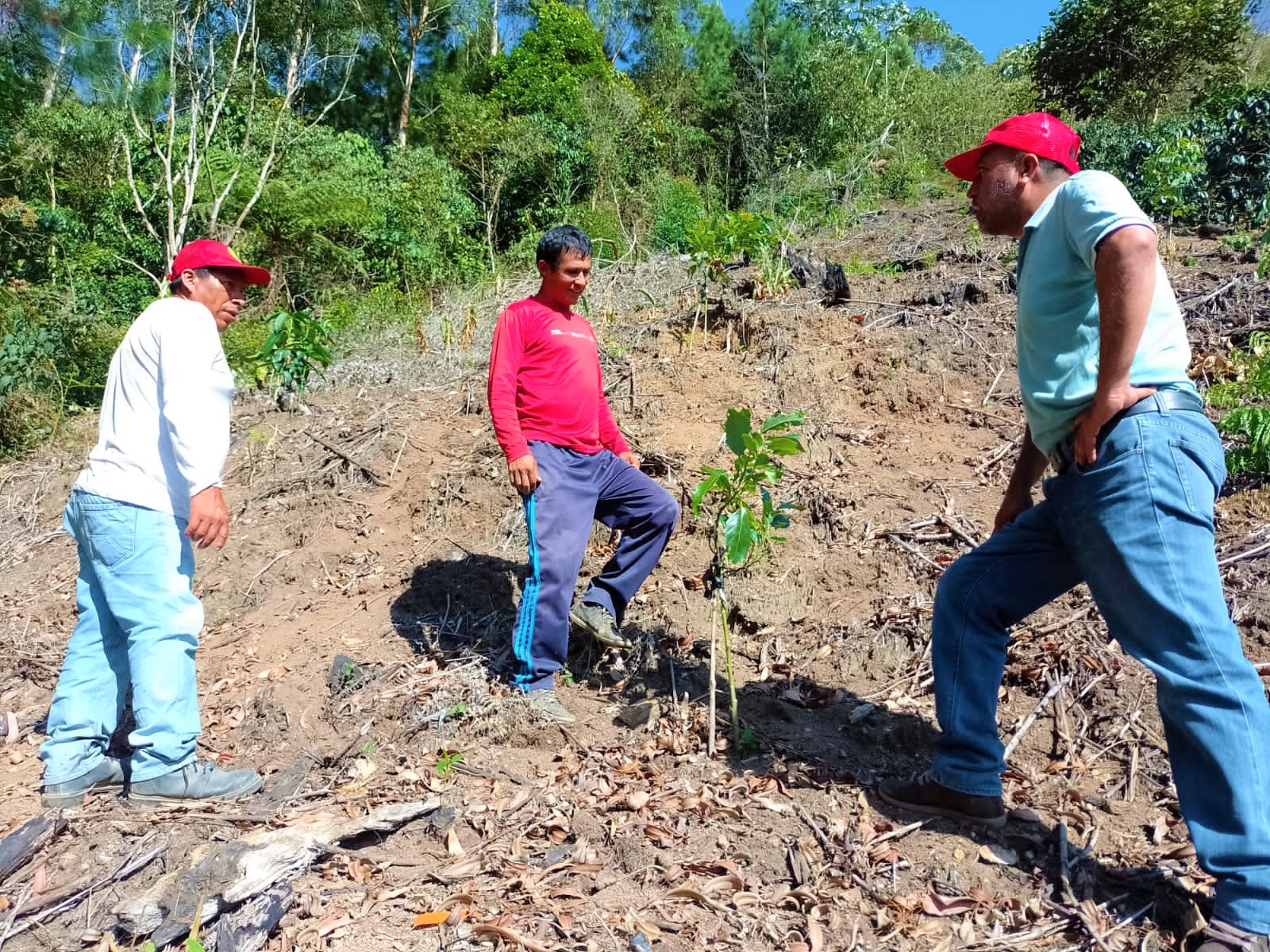 DRA Ayacucho impulsa el manejo integrado de las plagas en cítricos y paltas en Huanta y La Mar