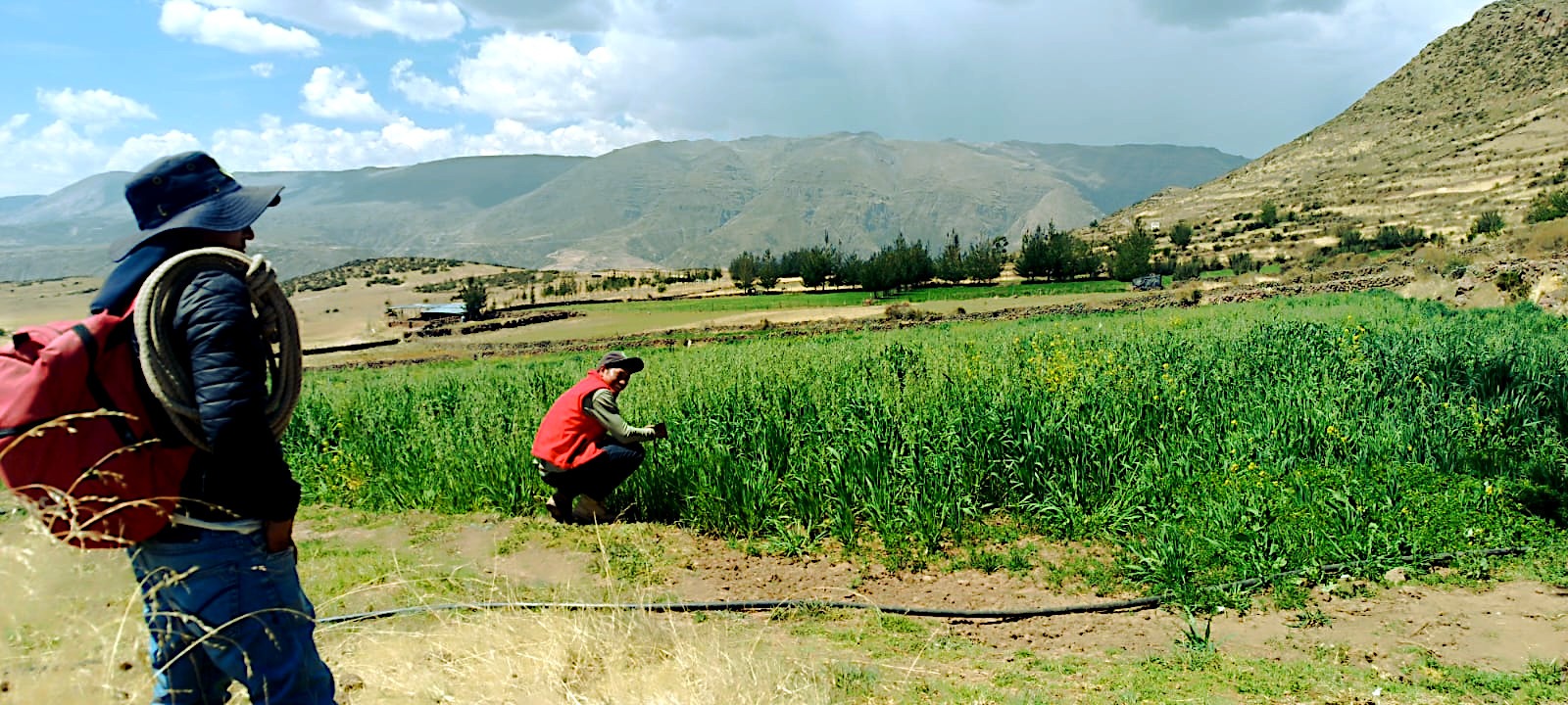 Preparan terrenos para la instalación de pastos y forrajes
