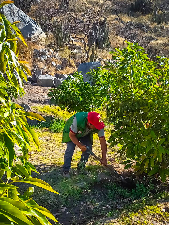 Brindan asistencia técnica a los productores de palto en el distrito de Leoncio Prado