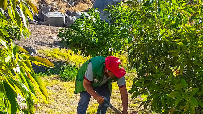 Brindan asistencia técnica a los productores de palto en el distrito de Leoncio Prado