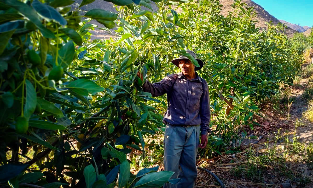 Brindan asistencia técnica a los productores de palto en el distrito de Leoncio Prado