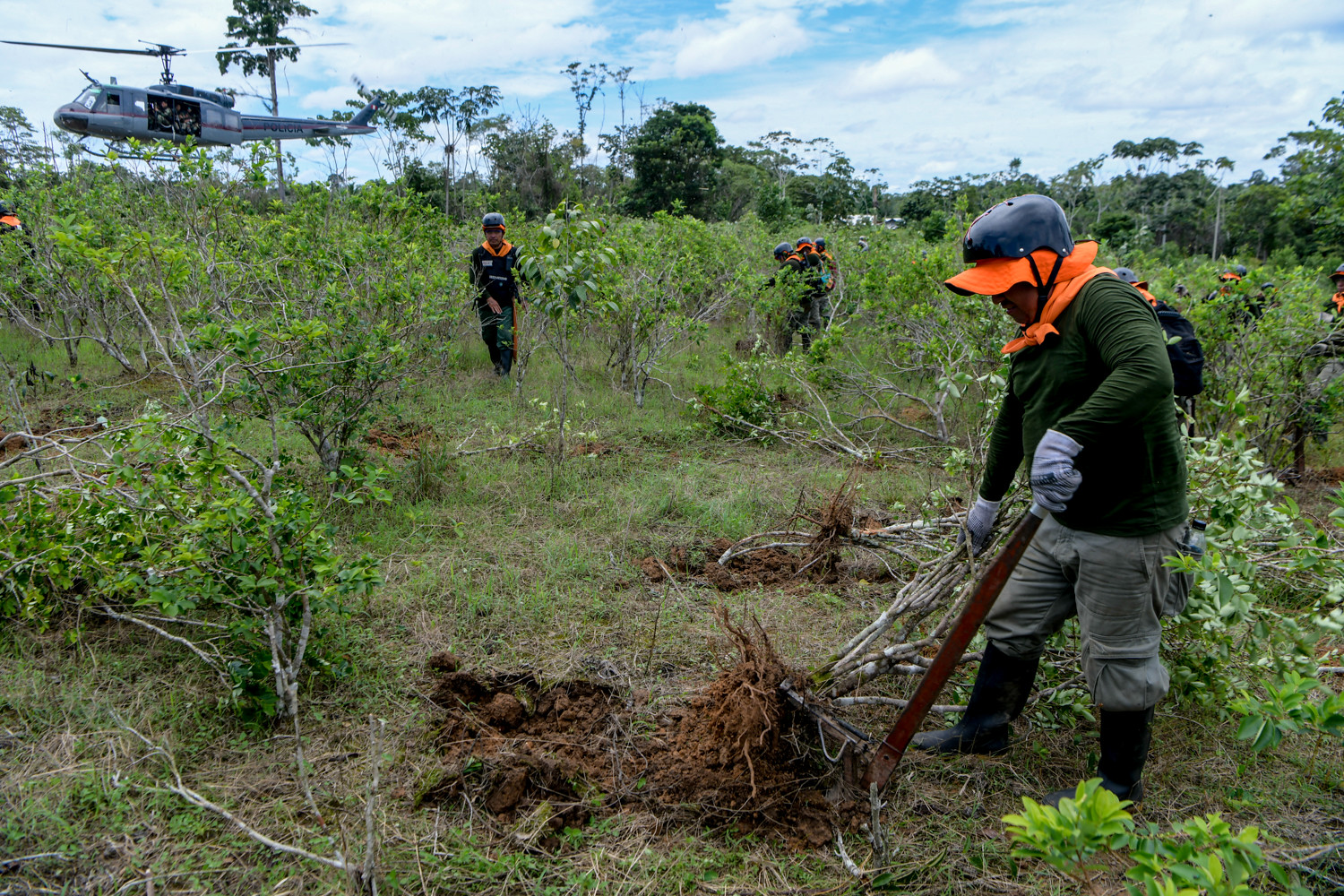 Erradicación de cultivos ilegales de hoja de coca supera las 15 mil 400 hectáreas en lo que va del año