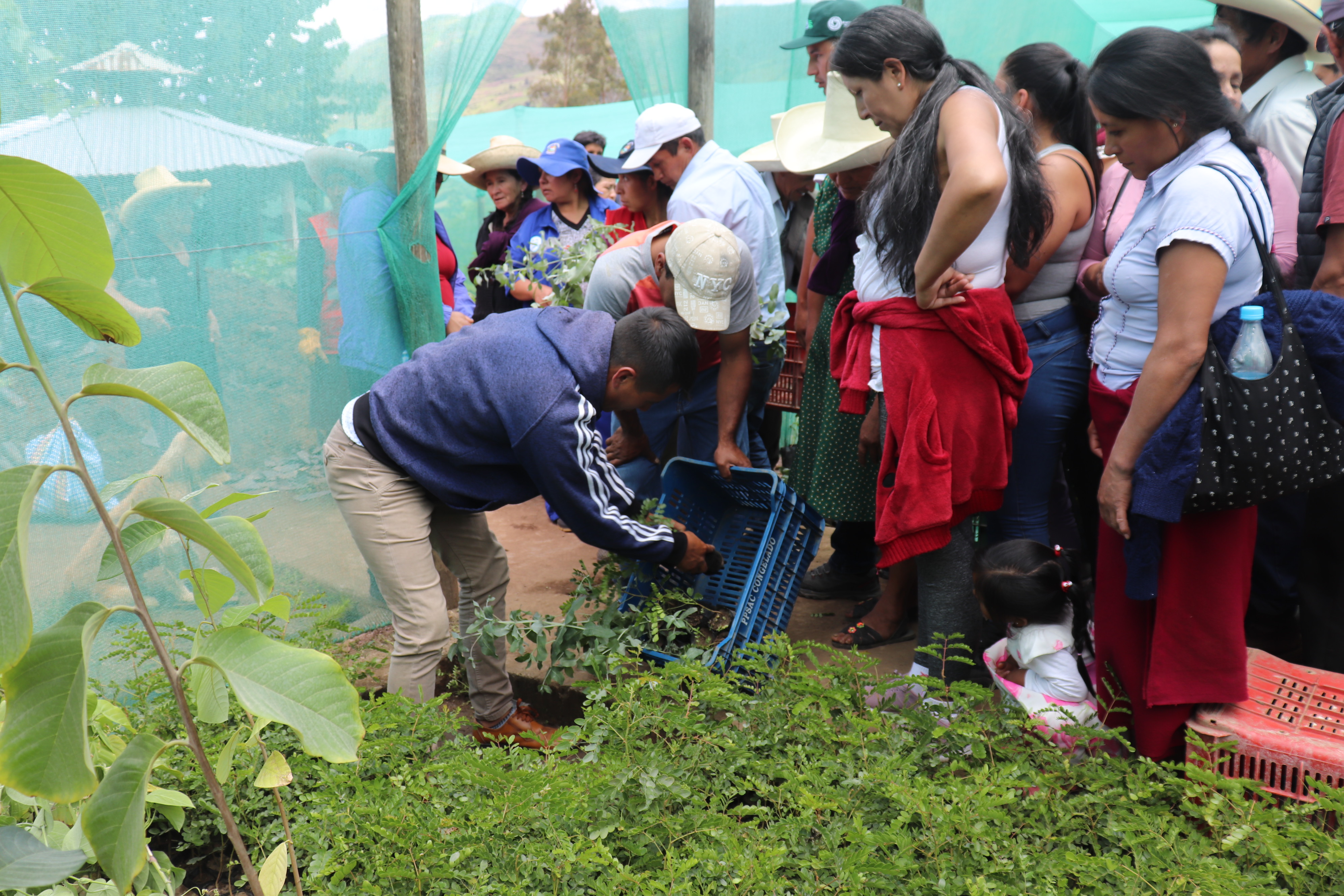 Donación de plantas frutales 