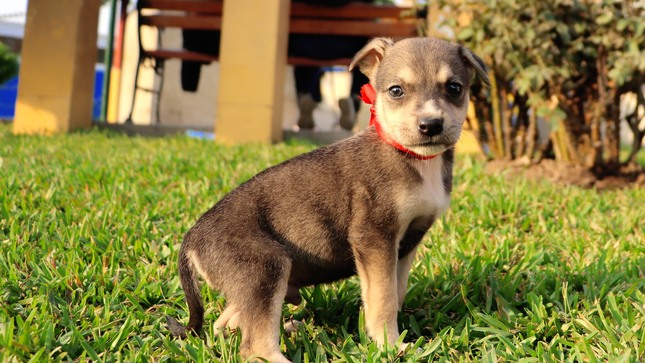Dos perritos medianos y cinco pequeños esperan ser adoptados 