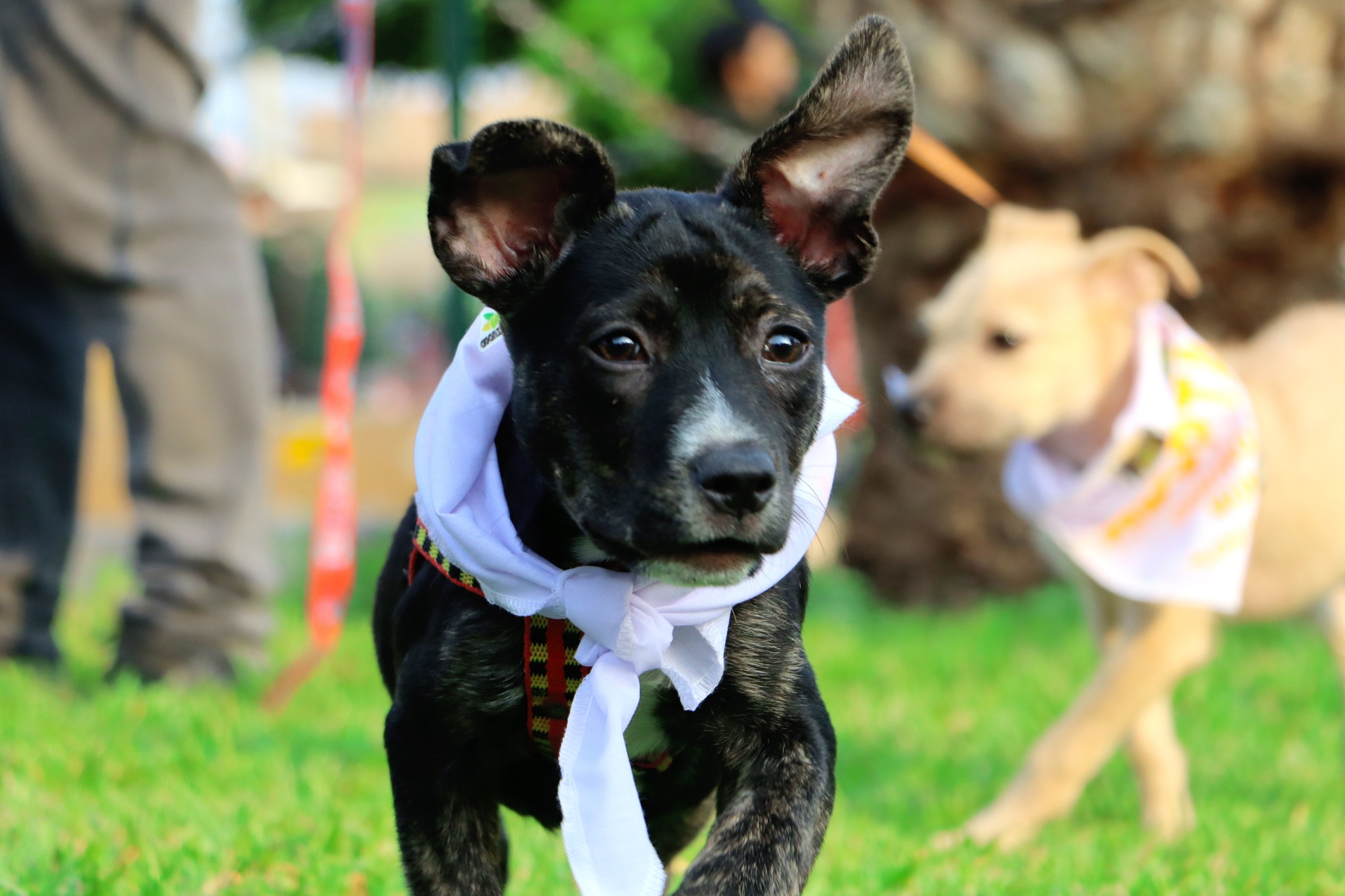 Dos perritos medianos y cinco pequeños esperan ser adoptados