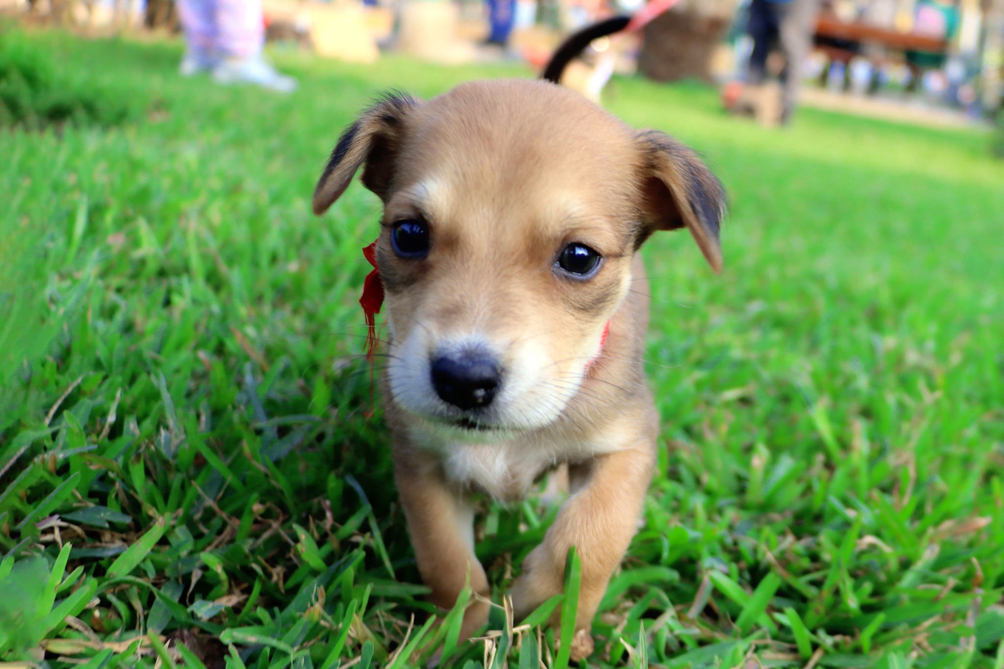 Dos perritos medianos y cinco pequeños esperan ser adoptados