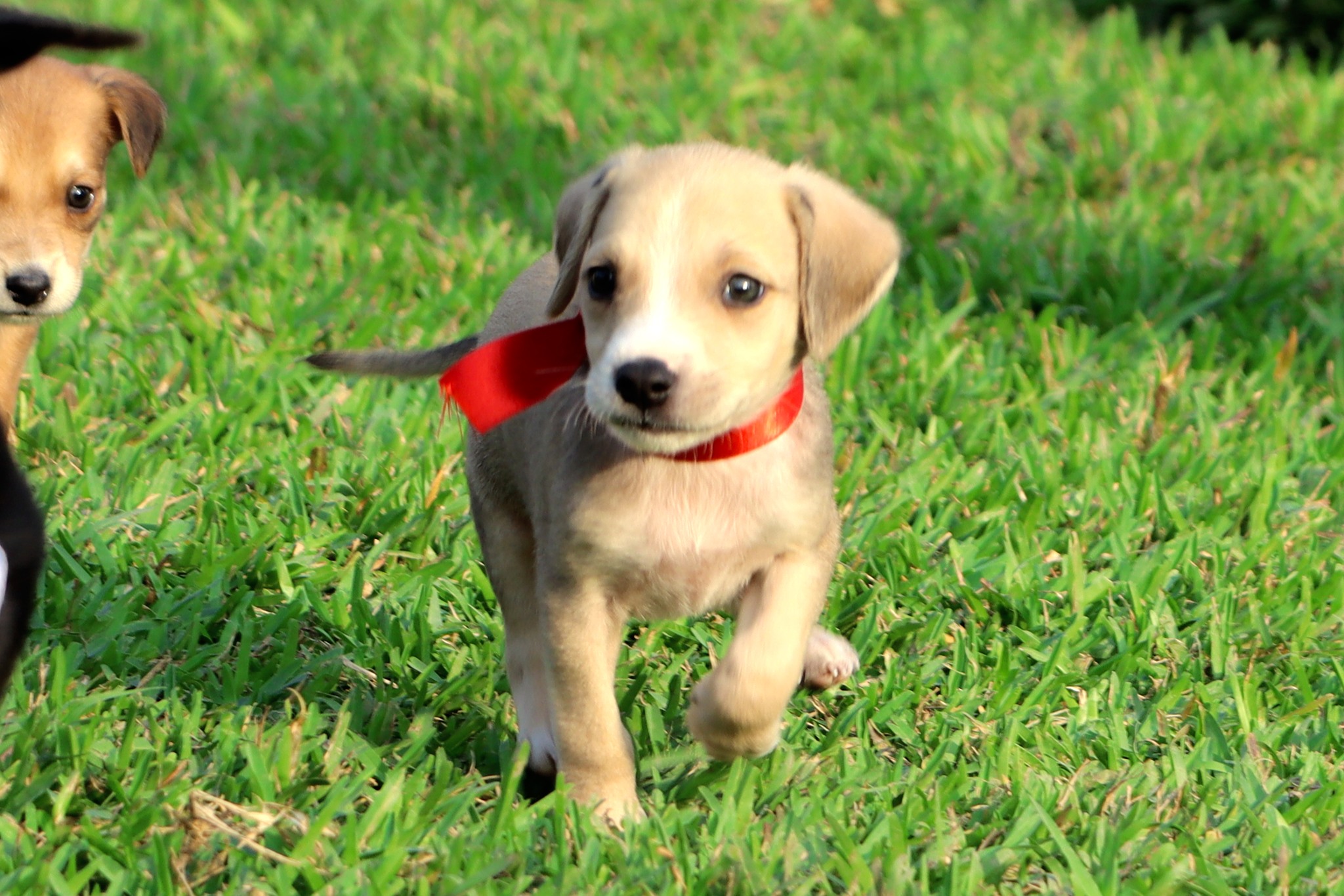 Dos perritos medianos y cinco pequeños esperan ser adoptados