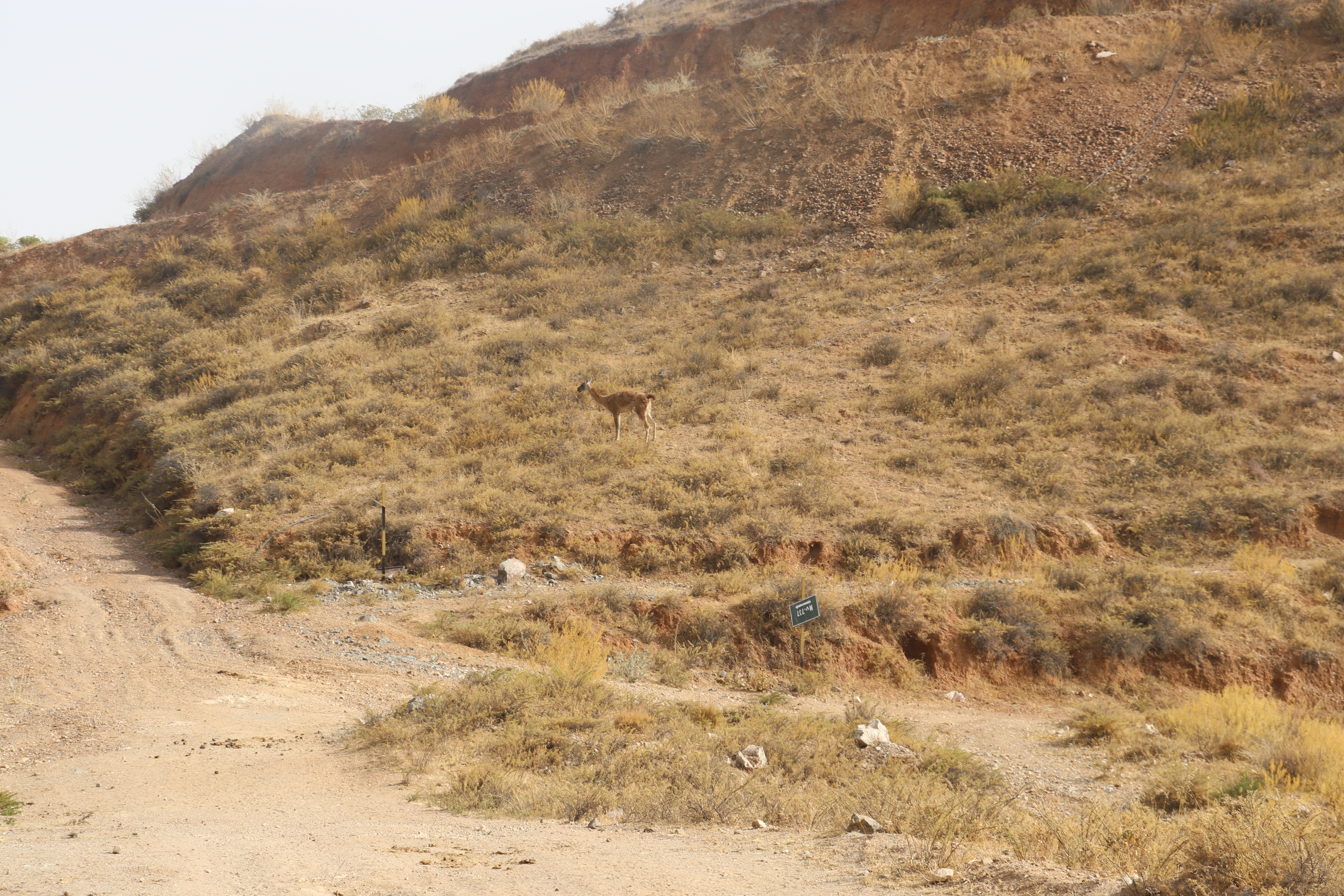 guanaco2