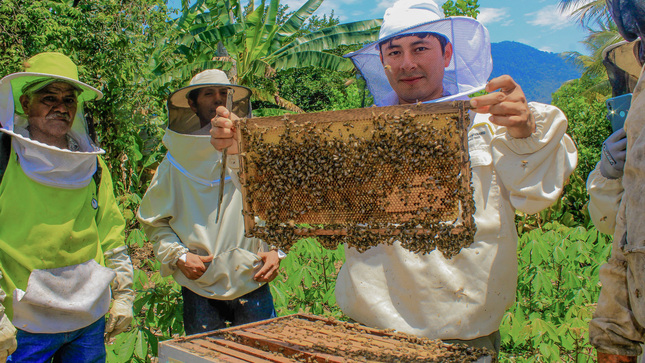 Celebran Día del Apicultor Peruano con degustación de miel y curso de crianza de abejas reinas