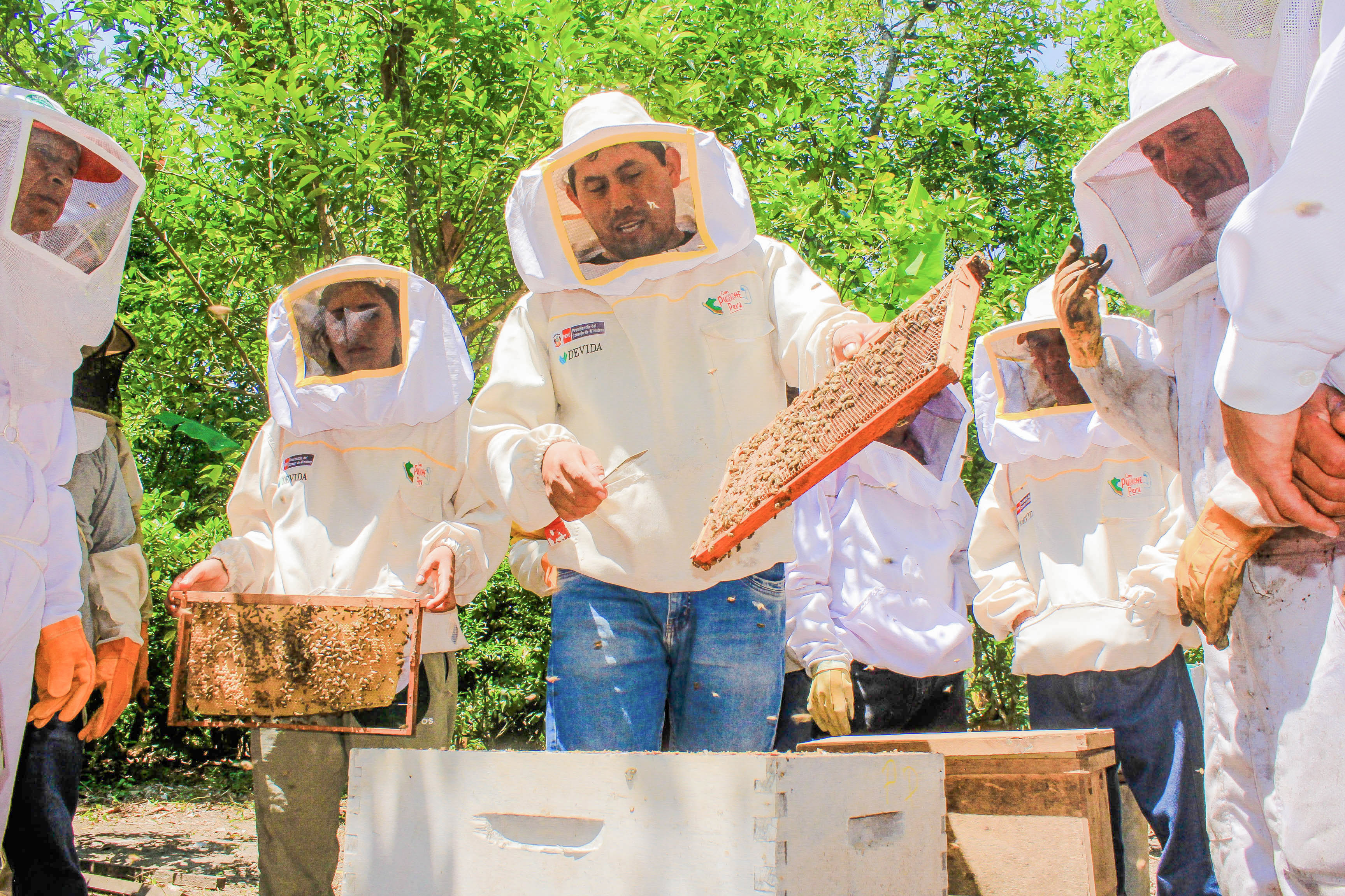 Celebran Día del Apicultor Peruano con degustación de miel y curso de crianza de abejas reinas