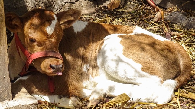 20 becerros nacidos por inseminación artificial en Huamanguilla