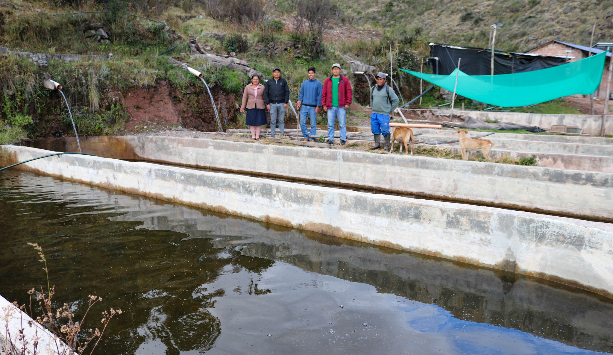 Entrega de 28 mil alevines y alimento balanceado a asociaciones acuicolas de Huamanguilla