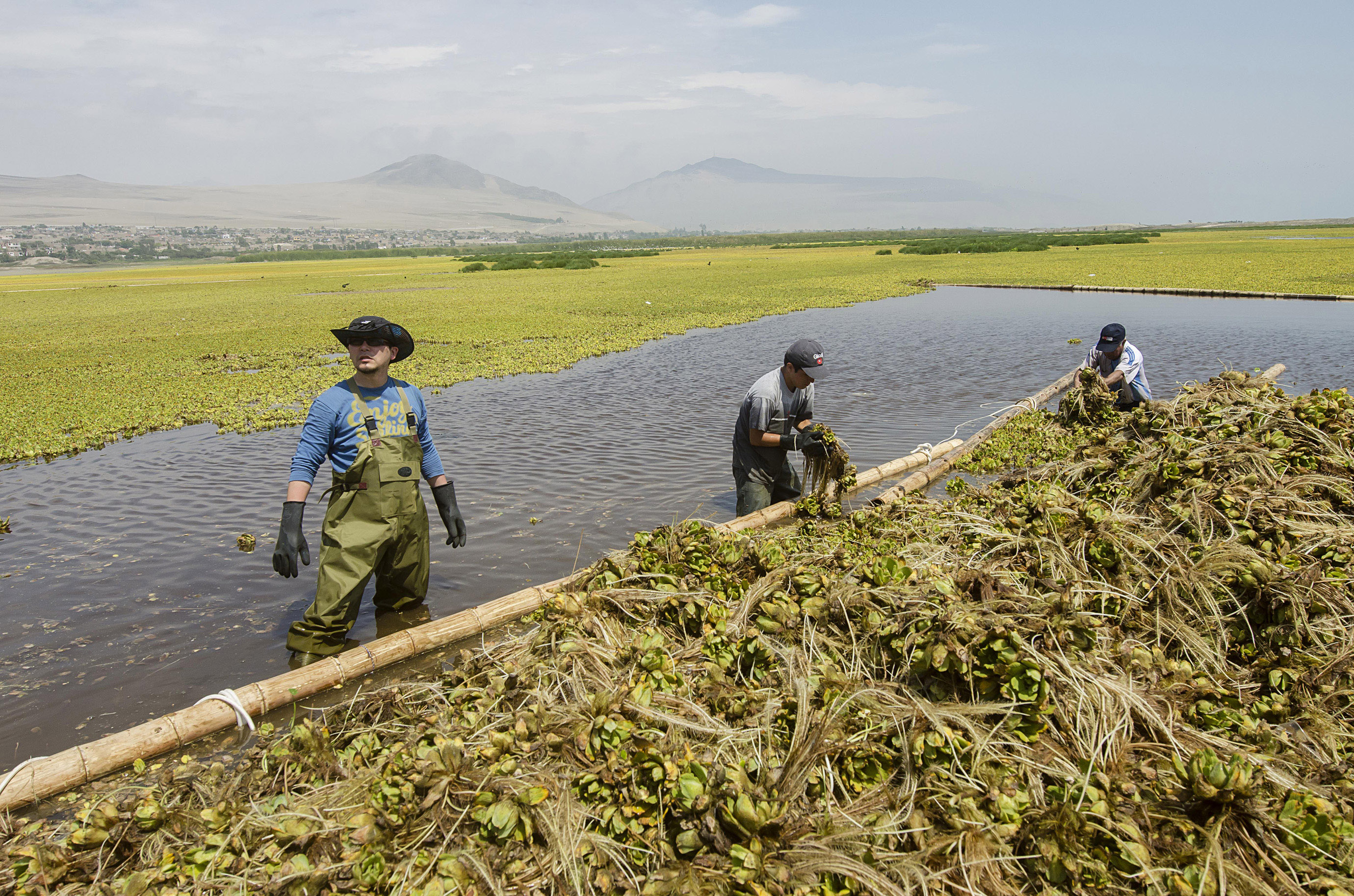 Trabajadores operando en campo de producción de hortalizas