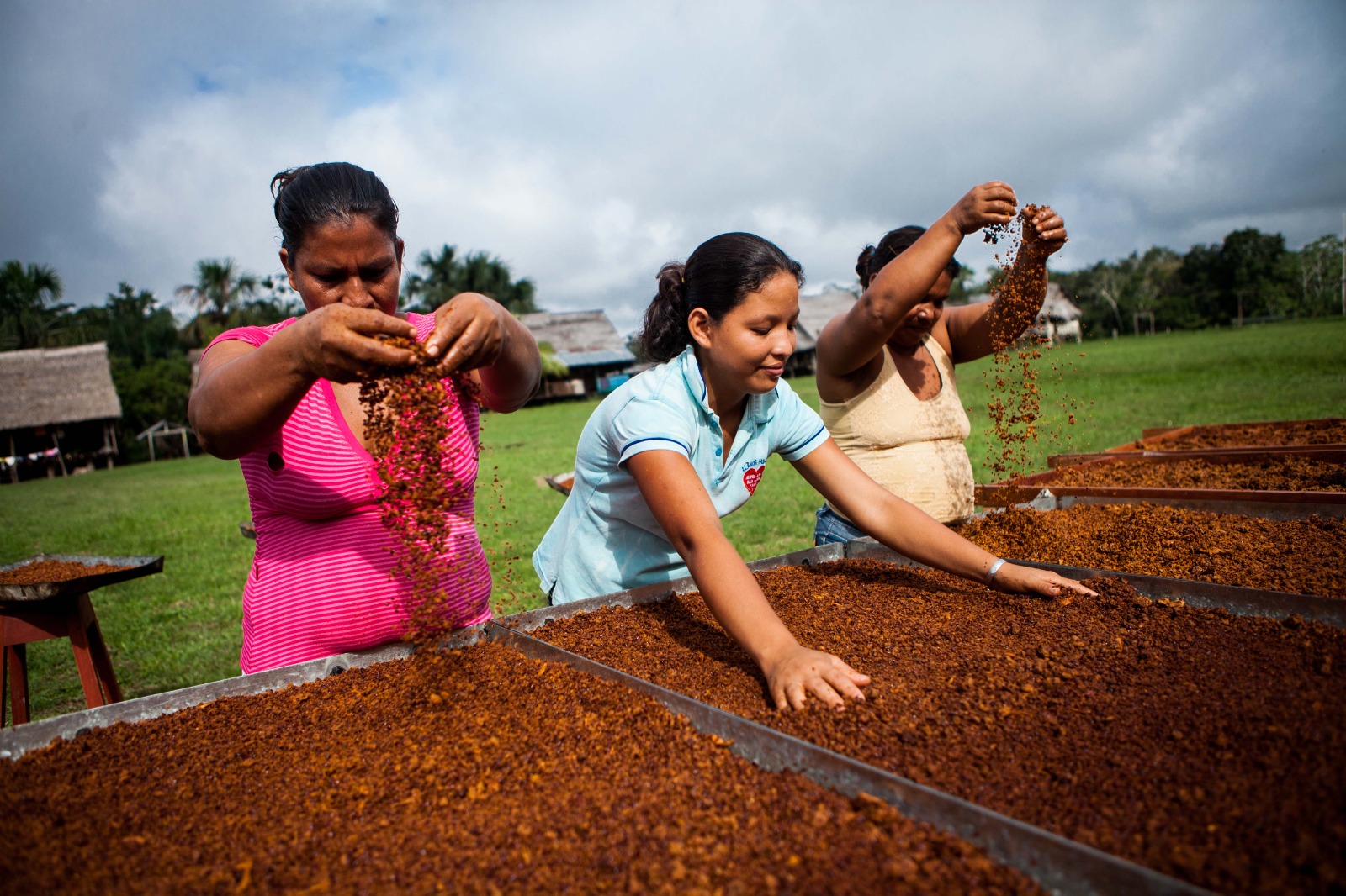 Grupo de mujeres trabajando en la producción del grano de café 