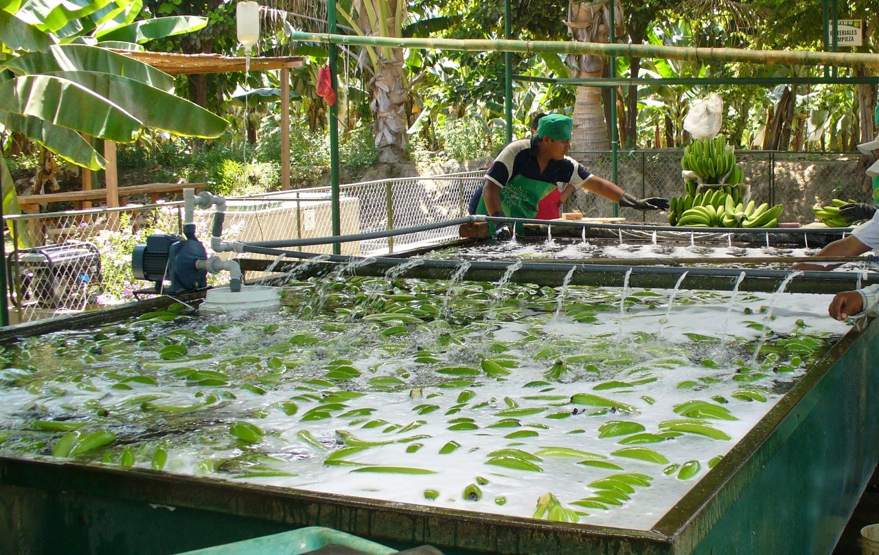 Operarios laborando en campo de producción de banano orgánico