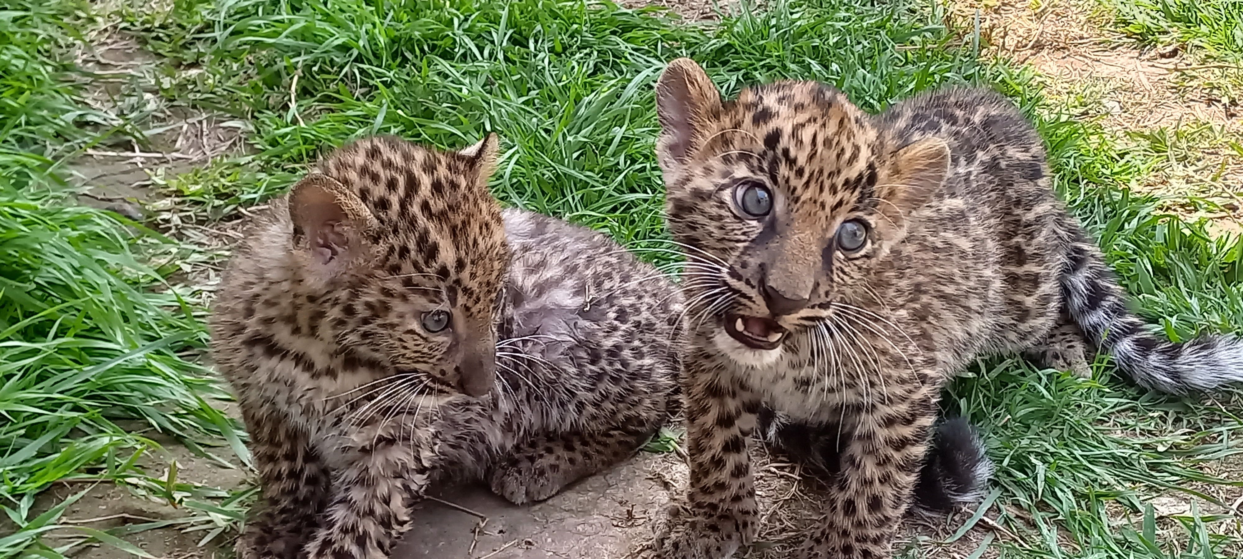 Nacen crías de leopardo en el Parque de las Leyendas
