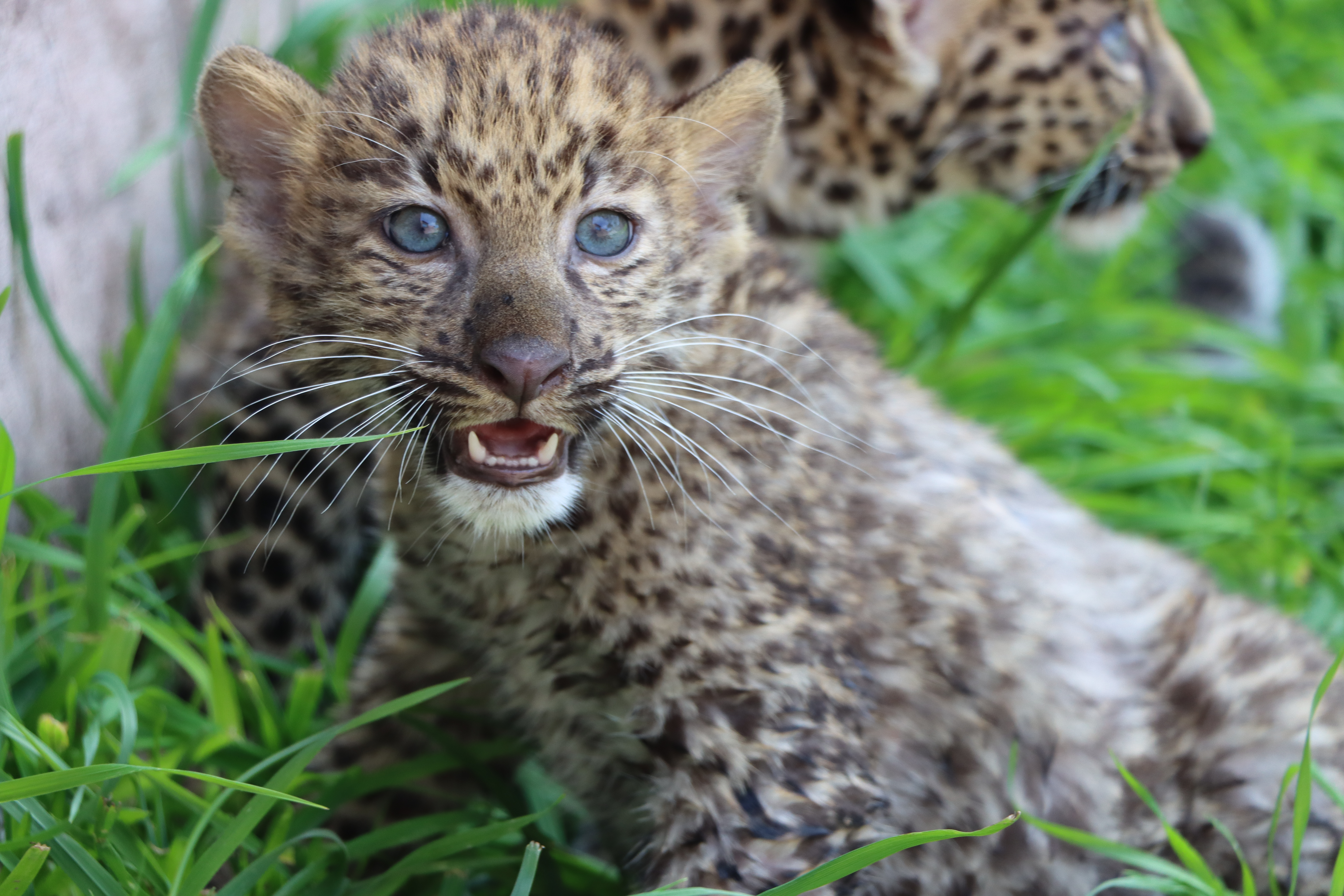 Nacen crías de leopardo en el Parque de las Leyendas