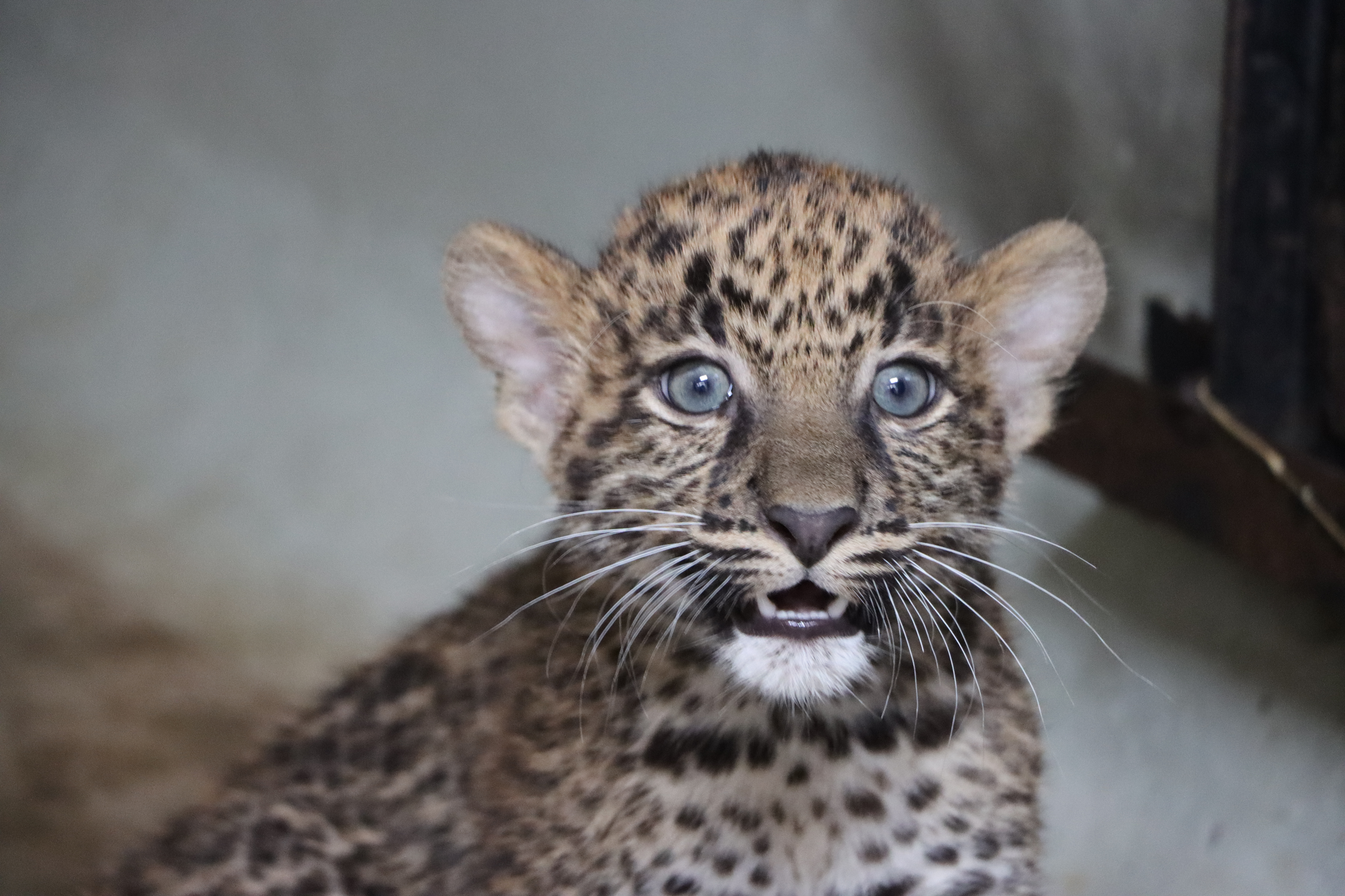 Nacen crías de leopardo en el Parque de las Leyendas