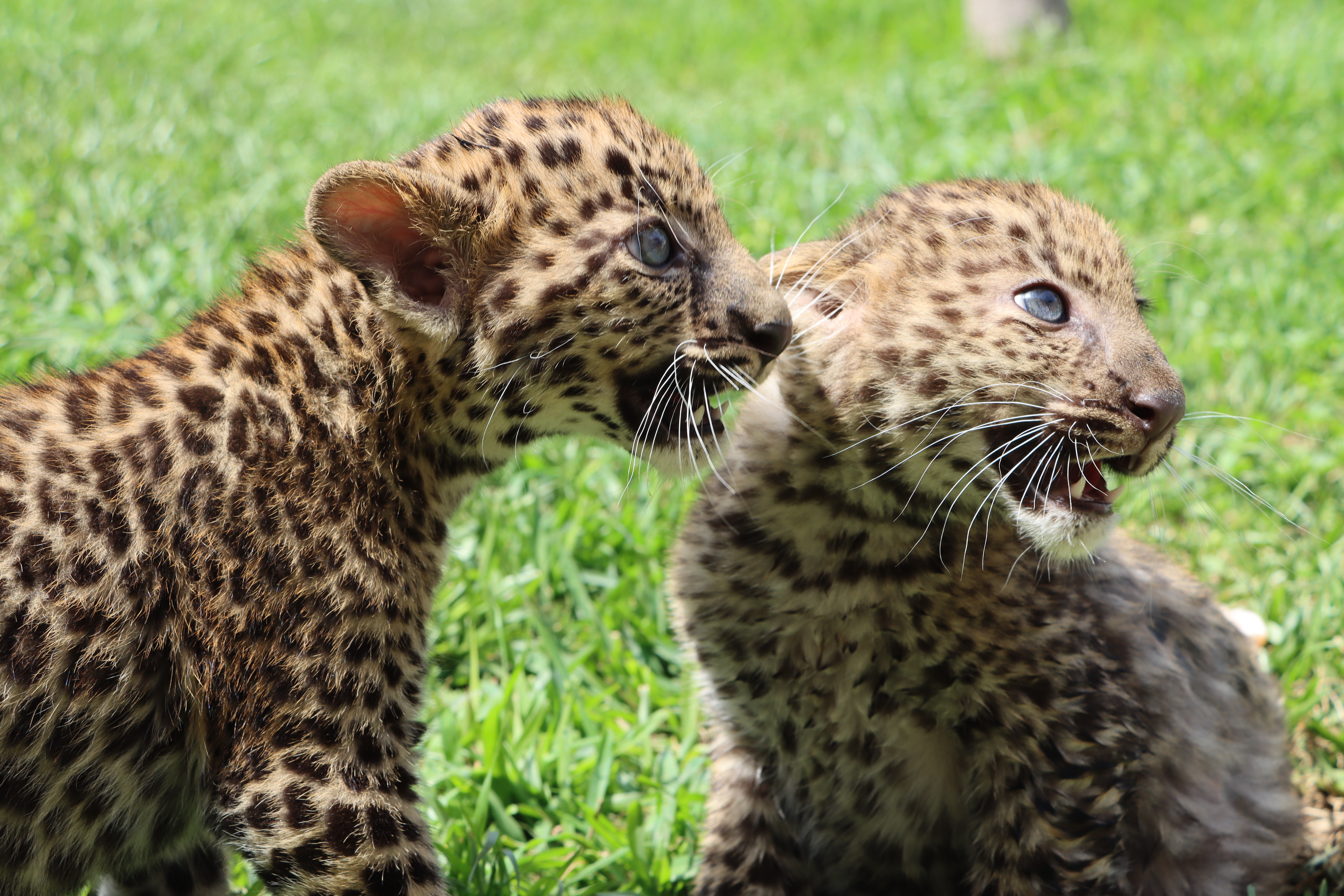 Nacen crías de leopardo en el Parque de las Leyendas