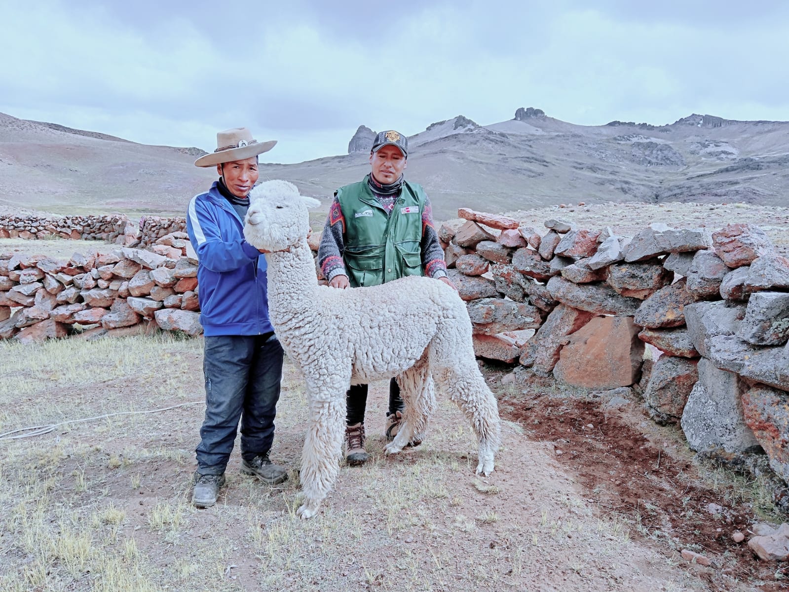 ALPACAS