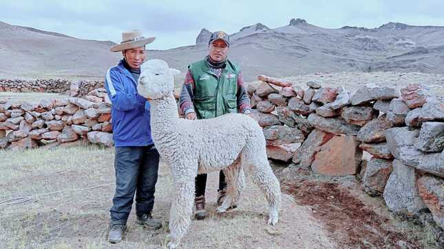 ALPACAS