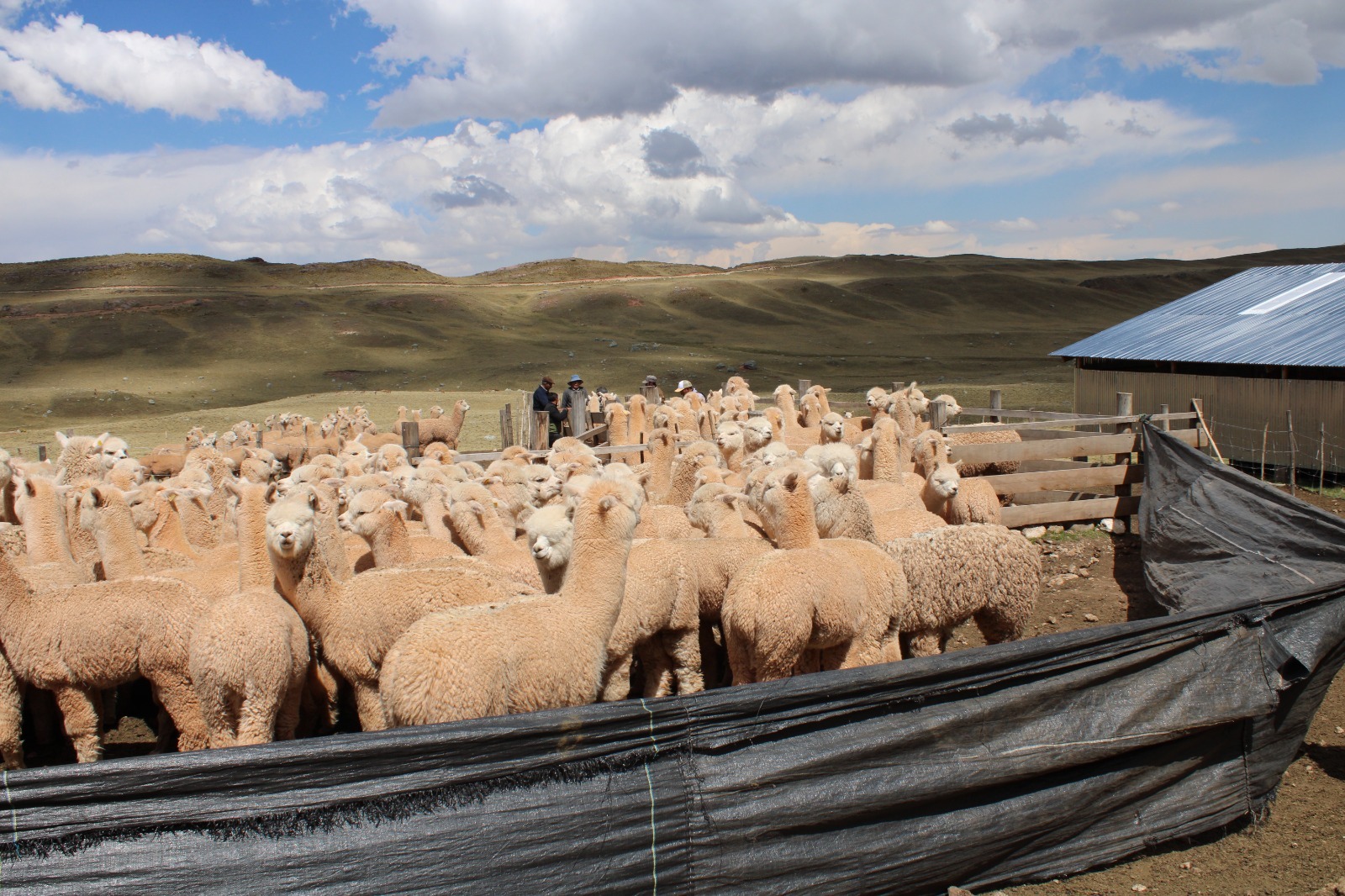 ALPACAS