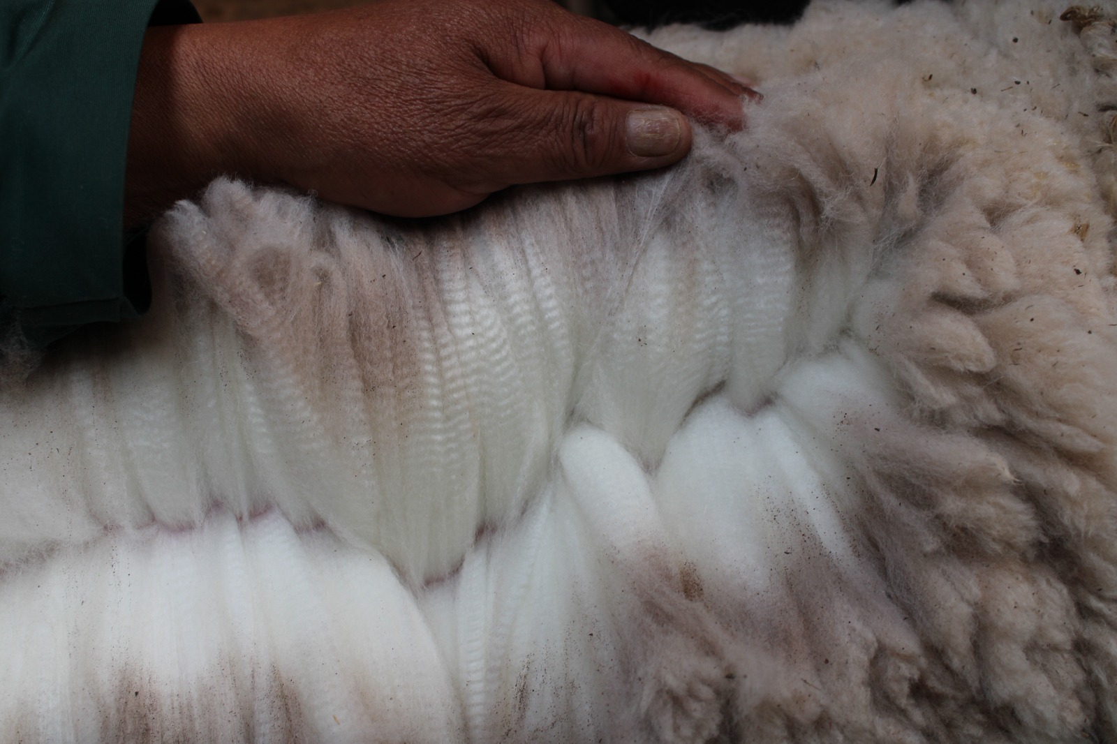 ALPACAS