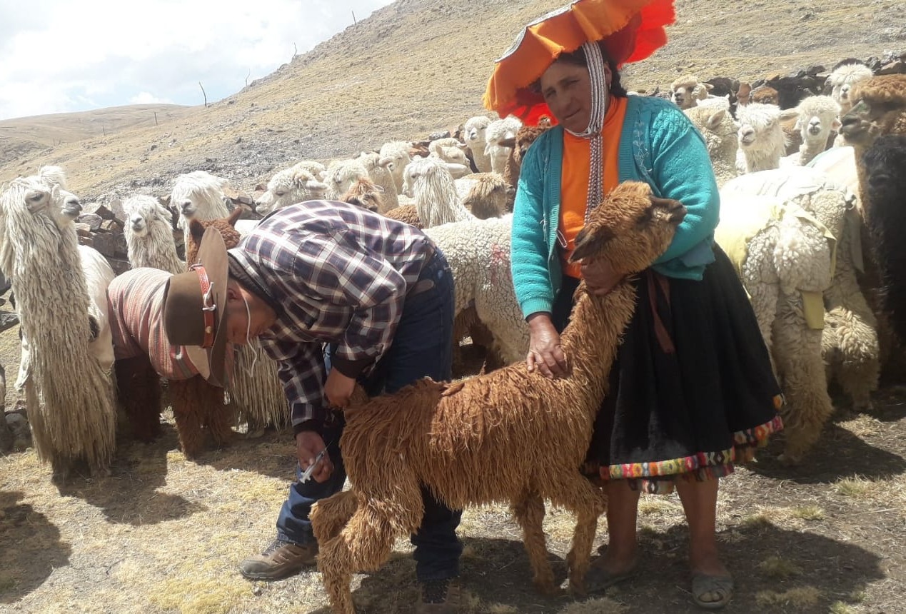 ALPACAS