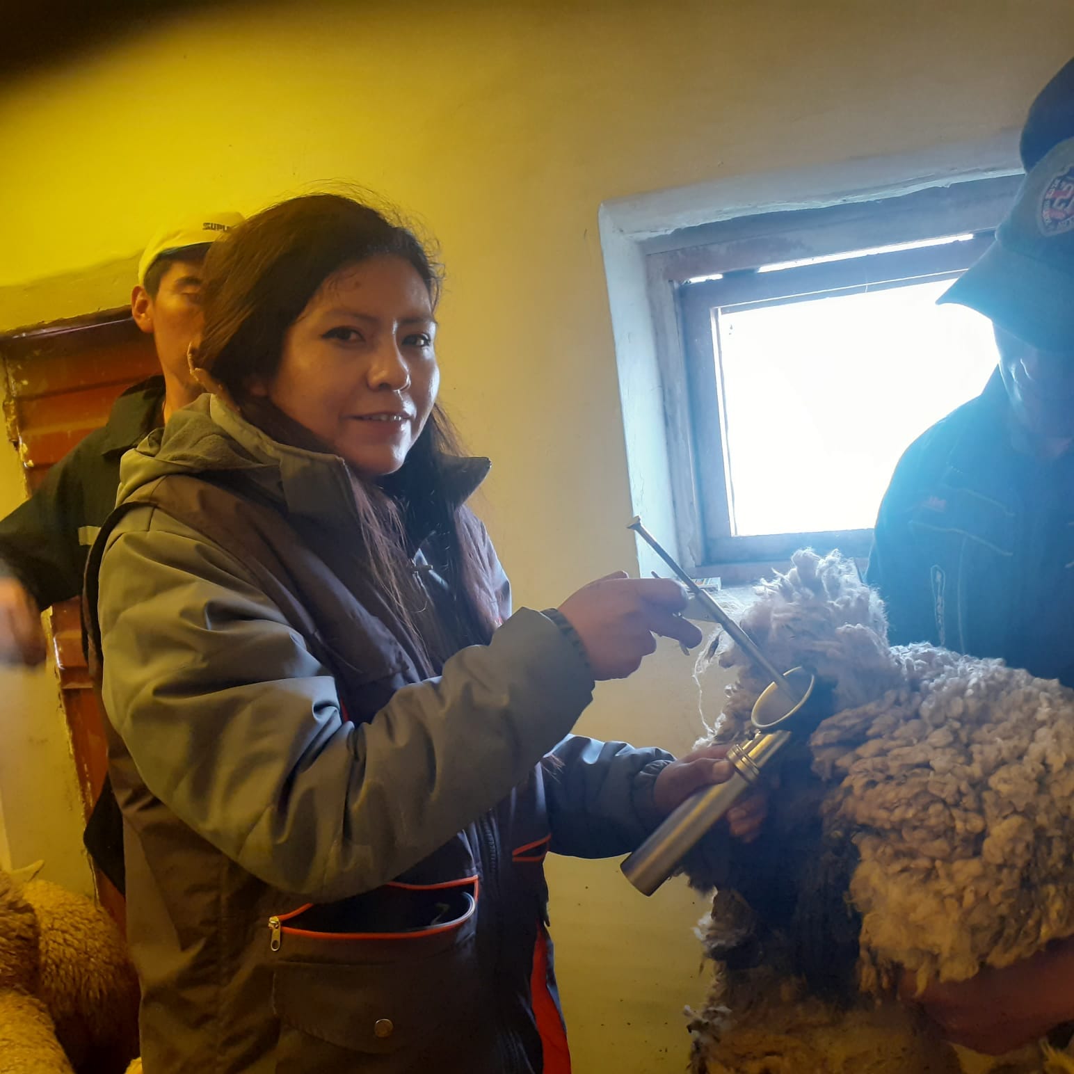 Inseminación artificial en ovinos