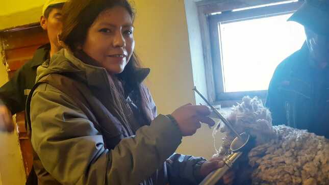 Inseminación artificial en ovinos