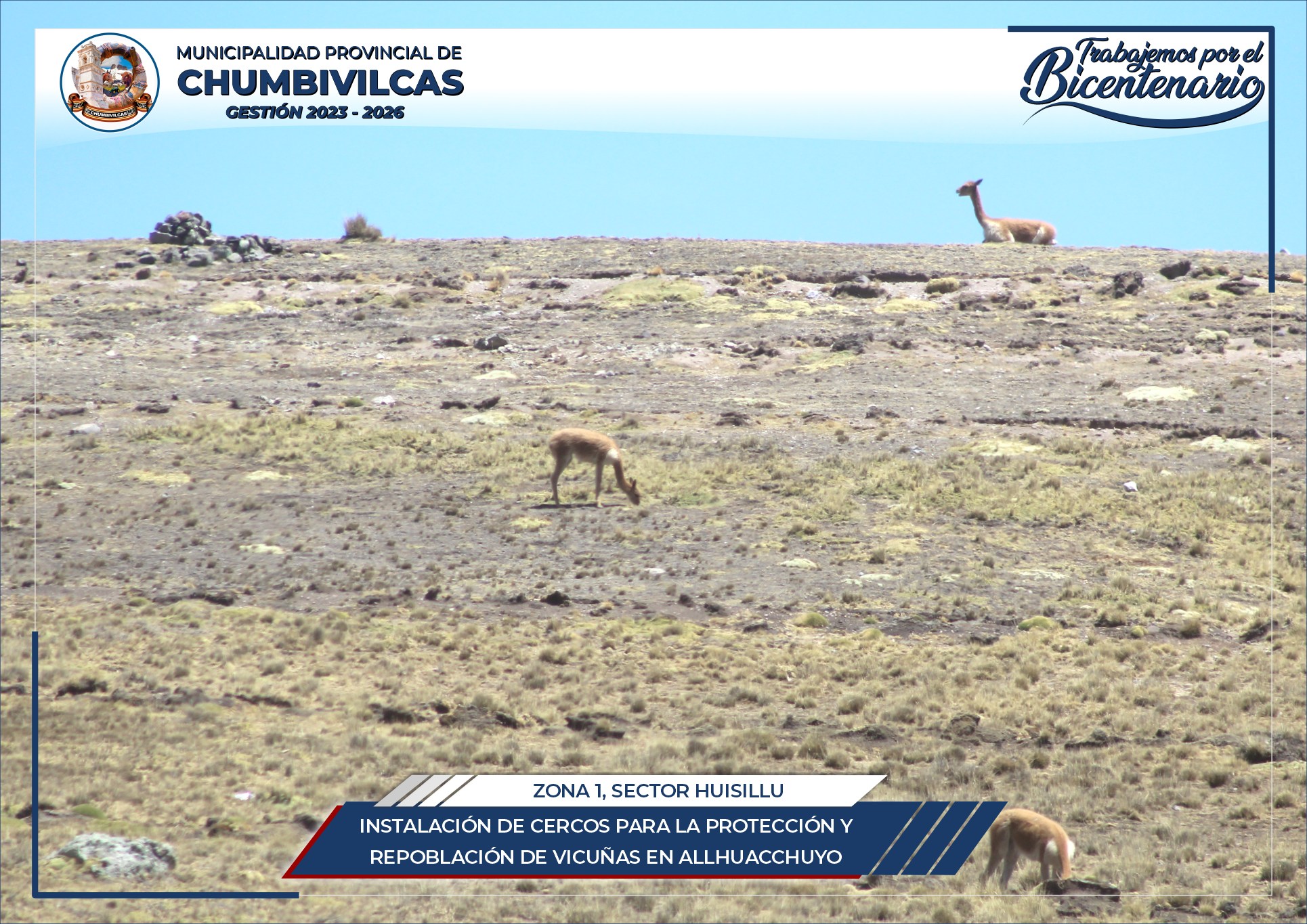 Chumbivilcas: Instalación de cercos para la protección y repoblación de vicuñas en Allhuacchuyo del distrito de Santo Tomás