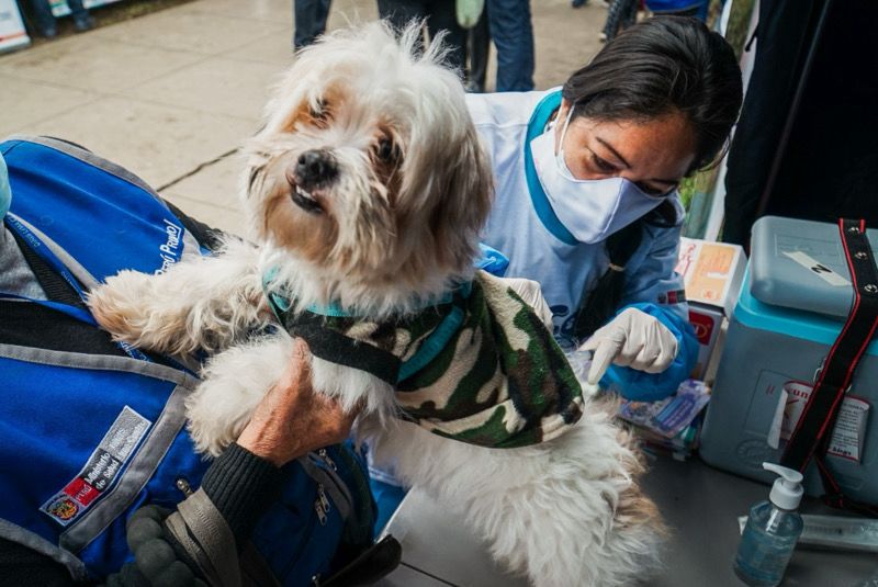 Foto 2 de Lima Centro: Más de 131 mil canes serán vacunados contra la rabia en campaña gratuita en 14 distritos
