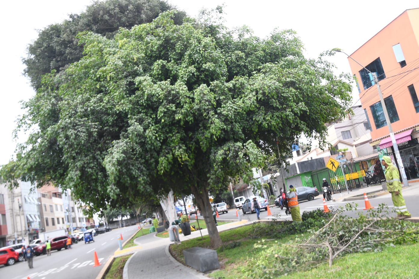 La poda de árboles se dió en la avenida Ariosto Matellini