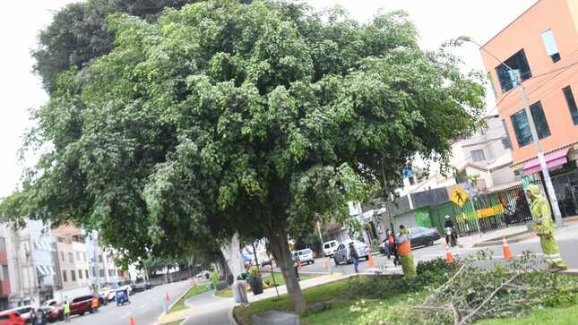 La poda de árboles se dió en la avenida Ariosto Matellini 