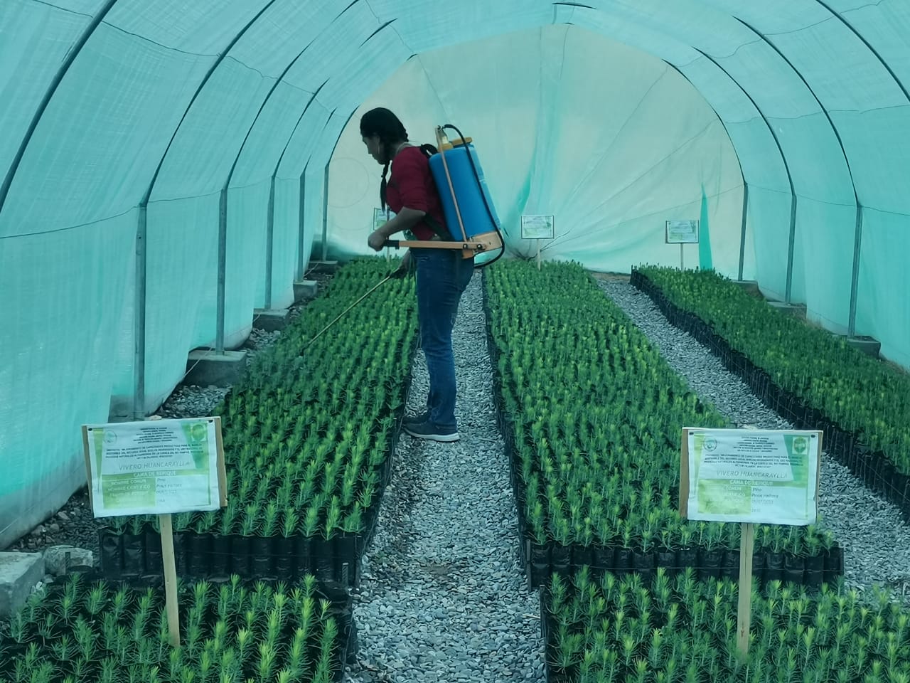 Proyecto Forestal Fajardo emplea técnica de fertilización: la inoculación de micorriza