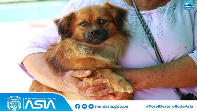 Con gran éxito se realizo la segunda campaña de esterilización y sanidad gratuita para Perros y Gatos 