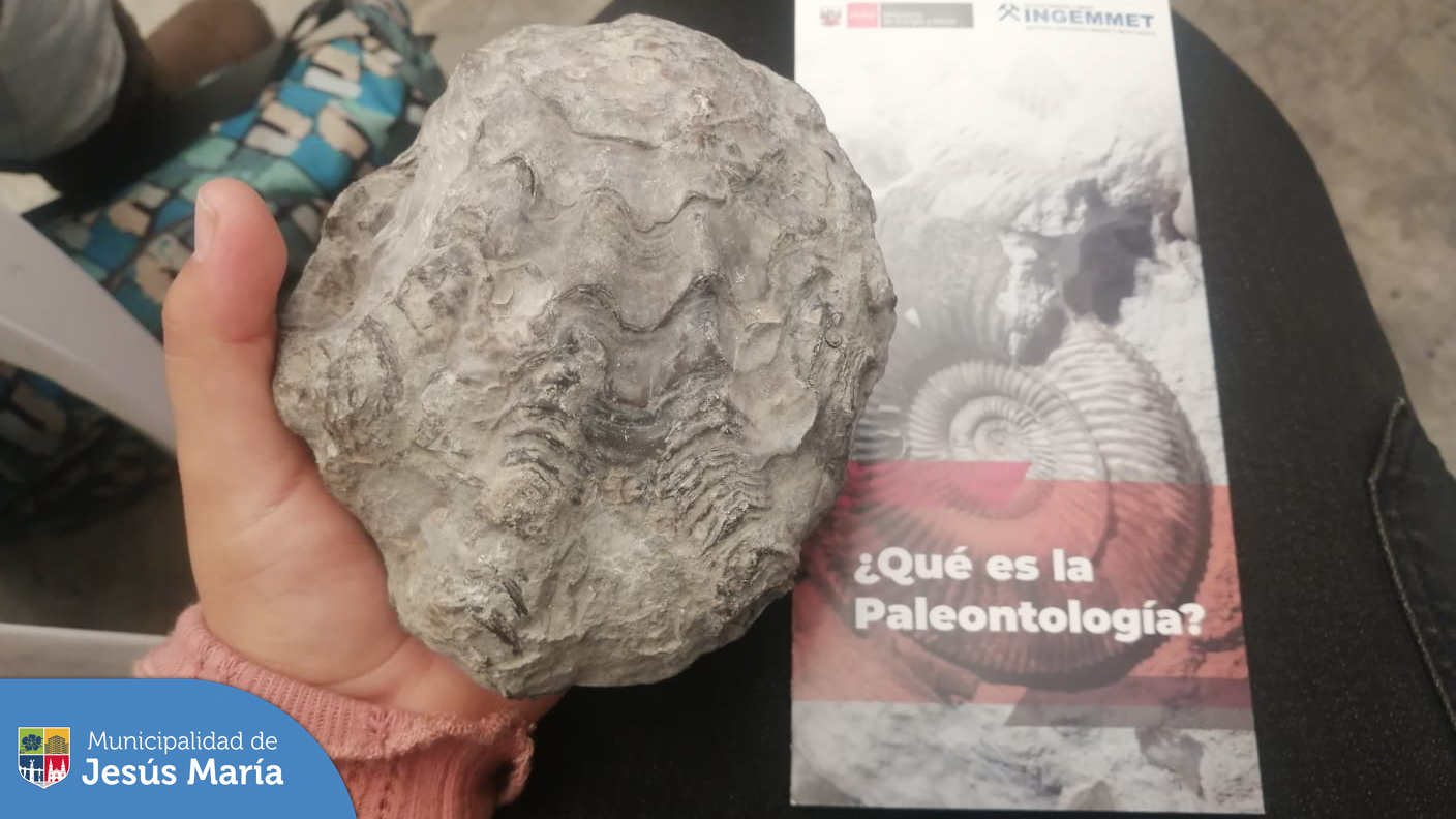 Los vecinos que conforman nuestro programa 🧑🏻🔬 “Ciencia Ciudadana” visitaron el Instituto Geológico, Minero y Metalúrgico del Perú, para conocer la importancia de los 🦴 fósiles en el territorio peruano y el valor que estos constituyen como auténticas ventanas a nuestro pasado.
Los jesusmarianos que deseen pueden visitar el @Ingemmet de manera gratuita 🤩 llámanos 📱 940410958.