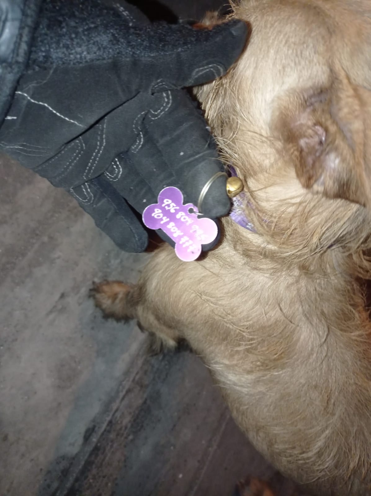 Mascota llevaba puesta placa con los números de sus dueños 
