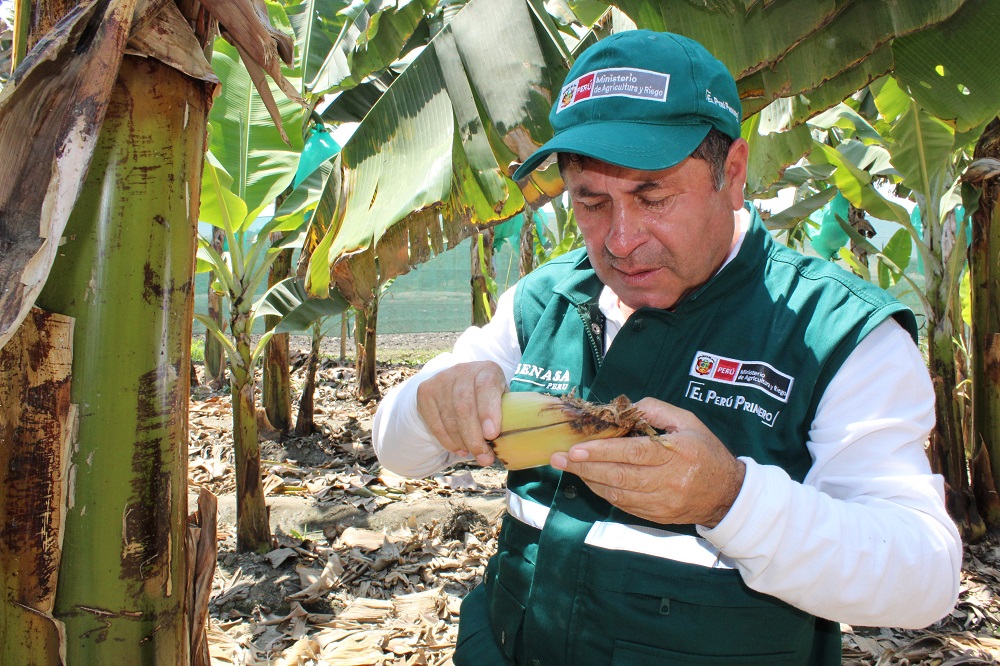 Medidas fitosanitarias del SENASA mantienen bajo control el Fusarium Raza 4 Tropical - Perú