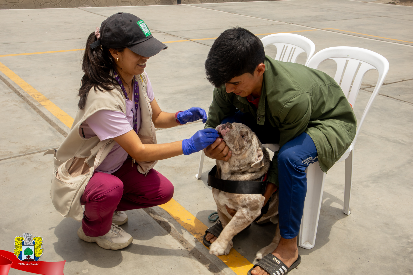 El Registro Único Municipal de Mascotas en el distrito de Chancay se complace en anunciar la exitosa realización de la III Campaña de Desparasitación. Esta campaña, diseñada para promover el cuidado externo de nuestras queridas mascotas, ha demostrado ser una herramienta fundamental para mantener a los animales de pulgas, garrapatas y otros insectos perjudiciales para su salud.
