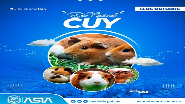 cuy