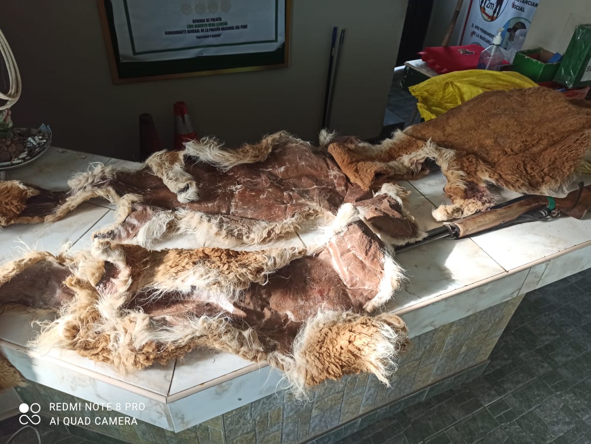 caza furtiva de vicuñas