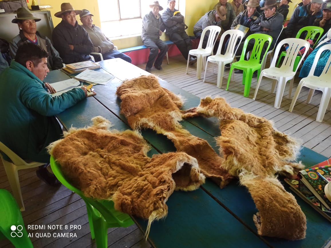 caza furtiva de vicuñas
