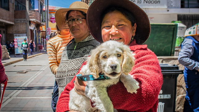 Inicio campaña de esterilización y desparasitación canina y felina Macusani