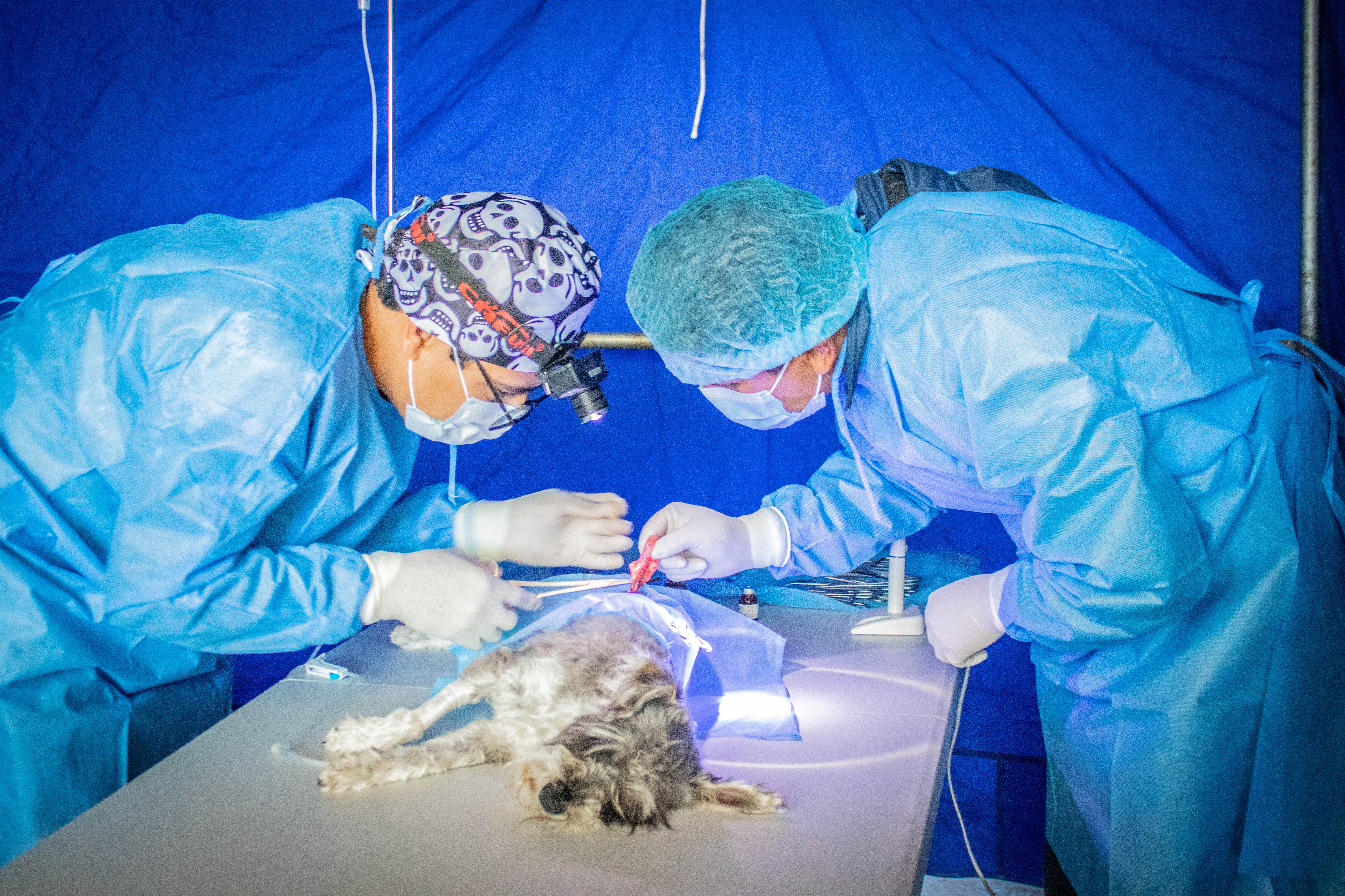 Inicio campaña de esterilización y desparasitación canina y felina Macusani