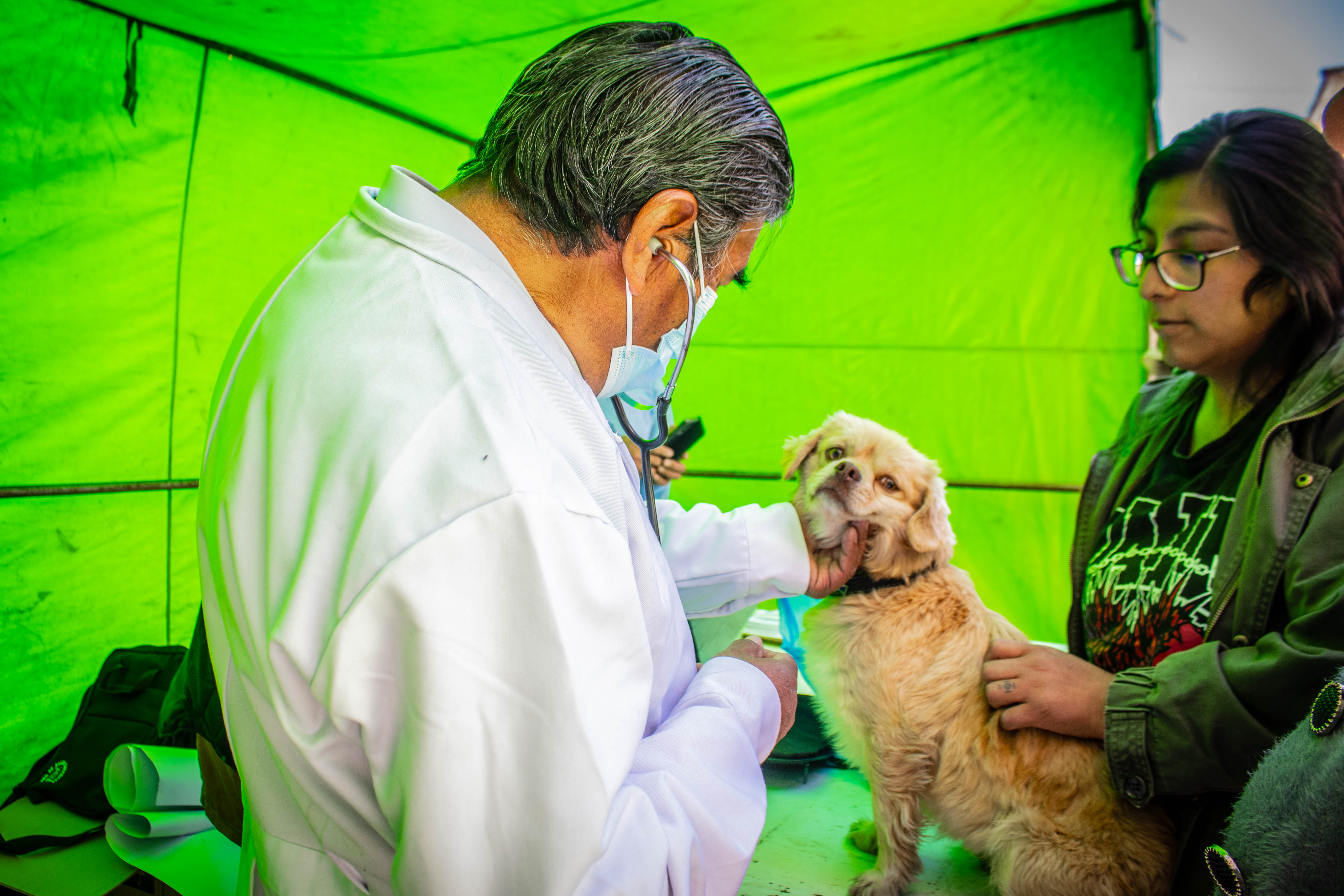 Inicio campaña de esterilización y desparasitación canina y felina Macusani