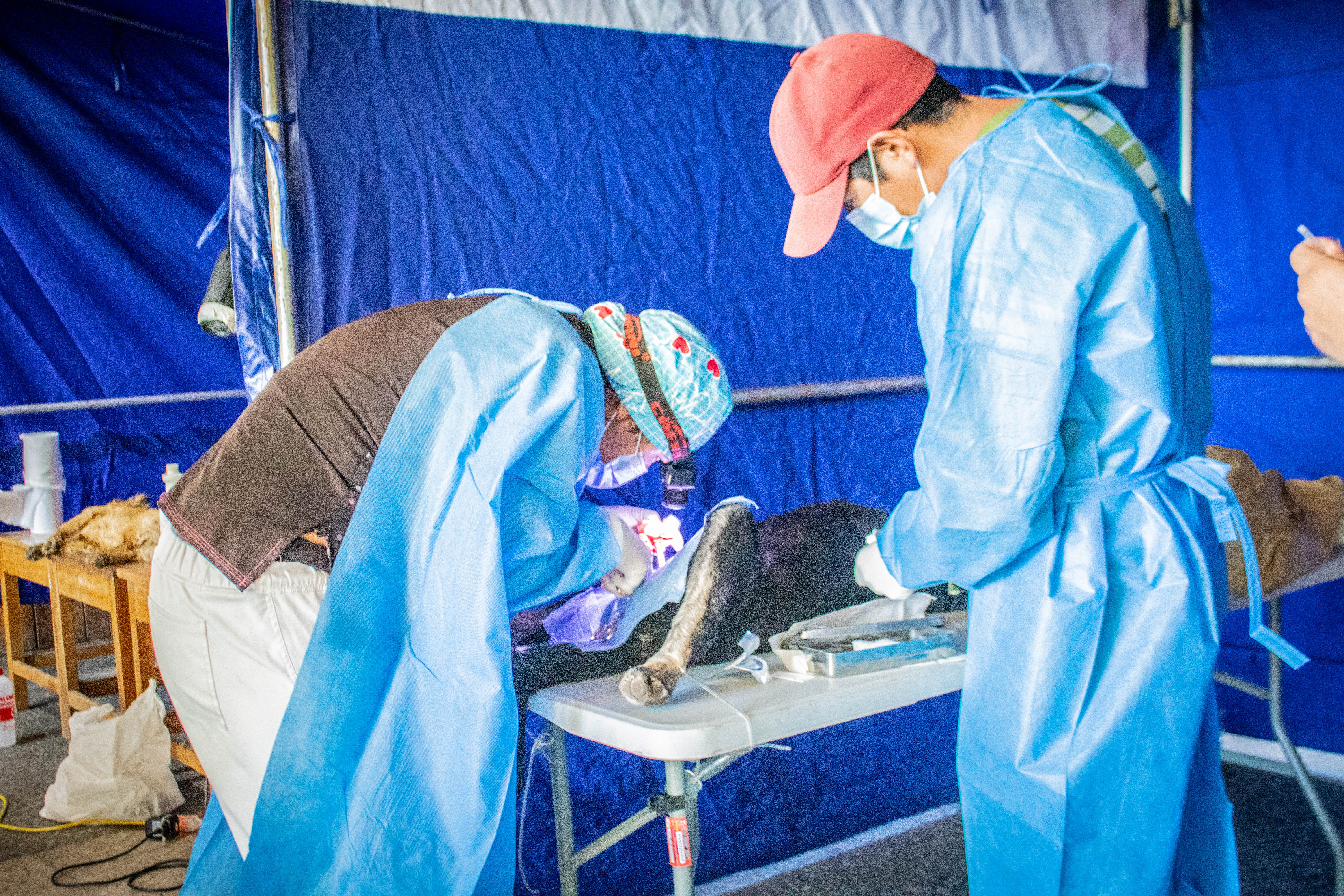 Inicio campaña de esterilización y desparasitación canina y felina Macusani