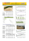 Vista preliminar de documento Boletín de abastecimiento y precio del ARROZ - 06/10/23